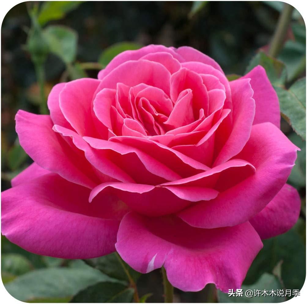 20款大花浓香的月季,好看好养四季开花的月季