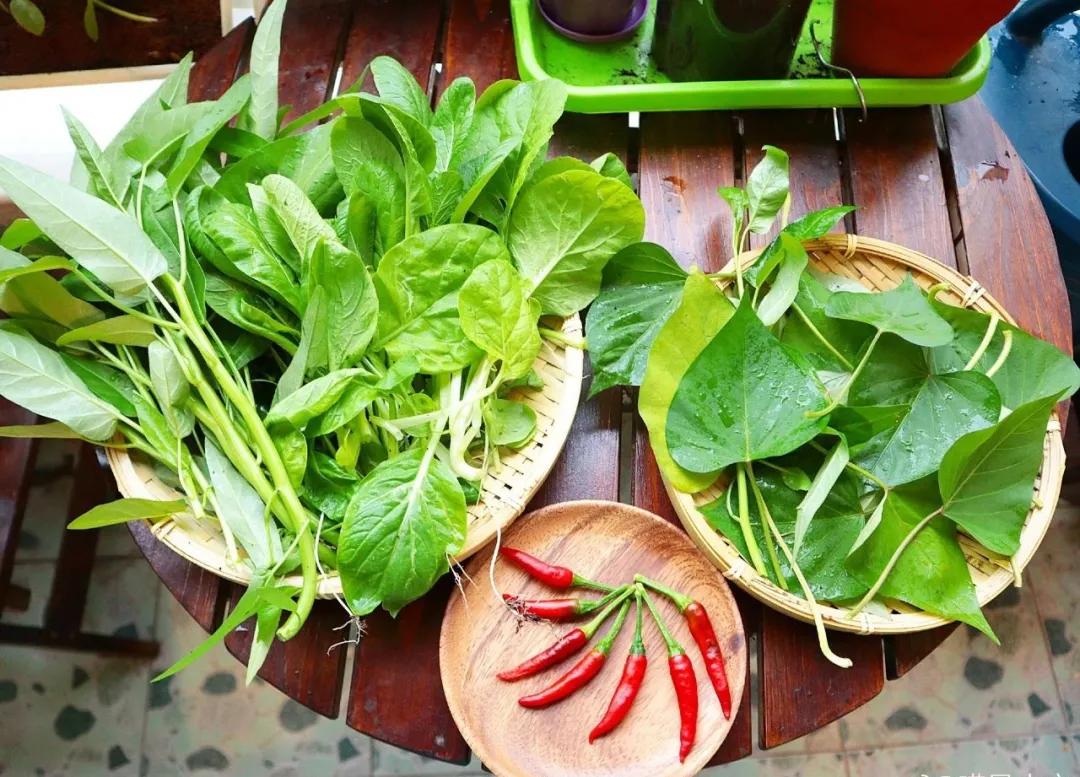 适合懒人家庭种菜100种,家里种菜这3种就够了