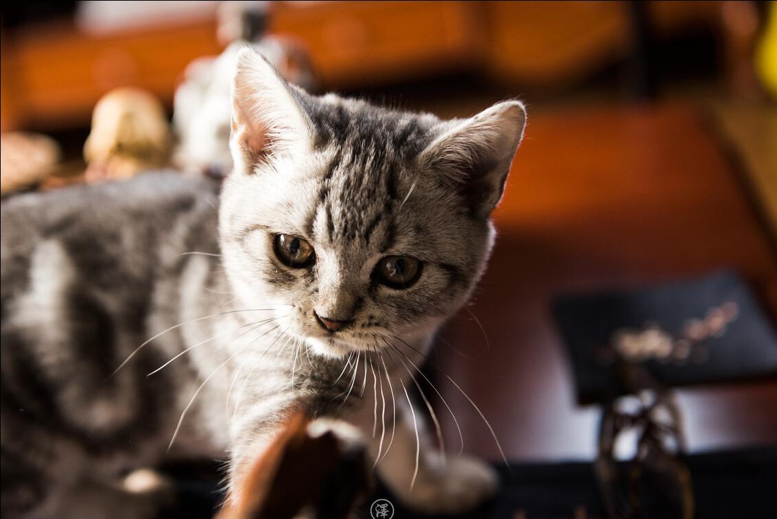 美短加白猫的优点和缺点,如果选一个宠物你会选什么