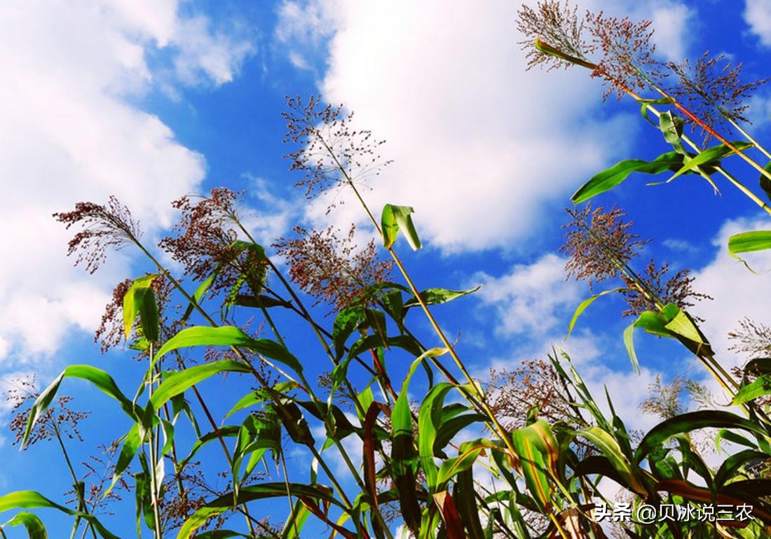 高粱栽培技术，关于播种前的种子处理，以及适时的播种知识