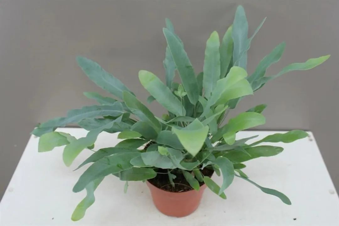 养护蕨类植物用什么土,室内观叶蕨类怎么养活