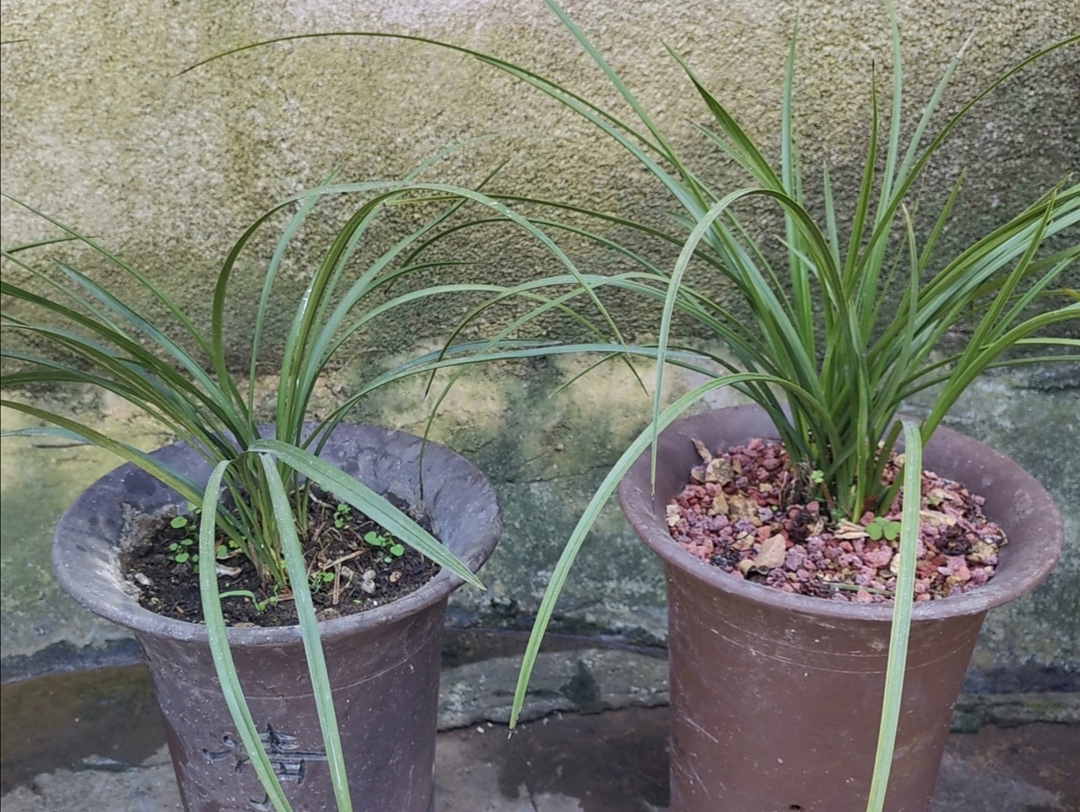 新手养兰花最好的方法,详解兰花的养护小技巧