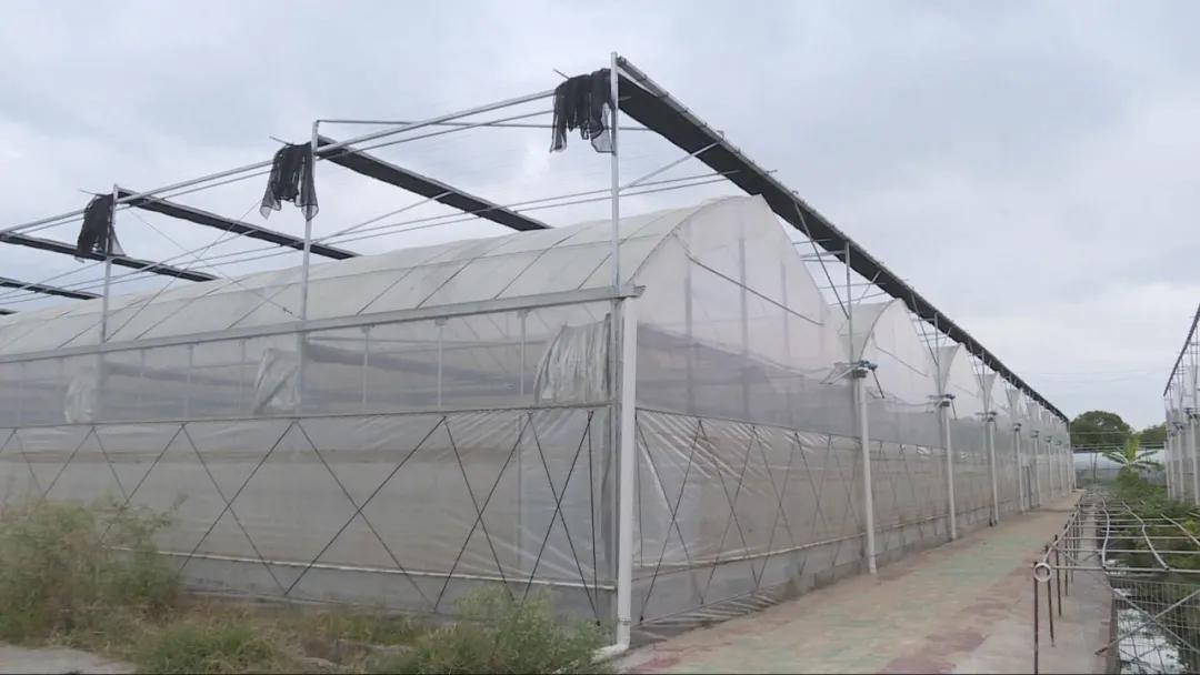 特色农业致富模式,农业致富新道路