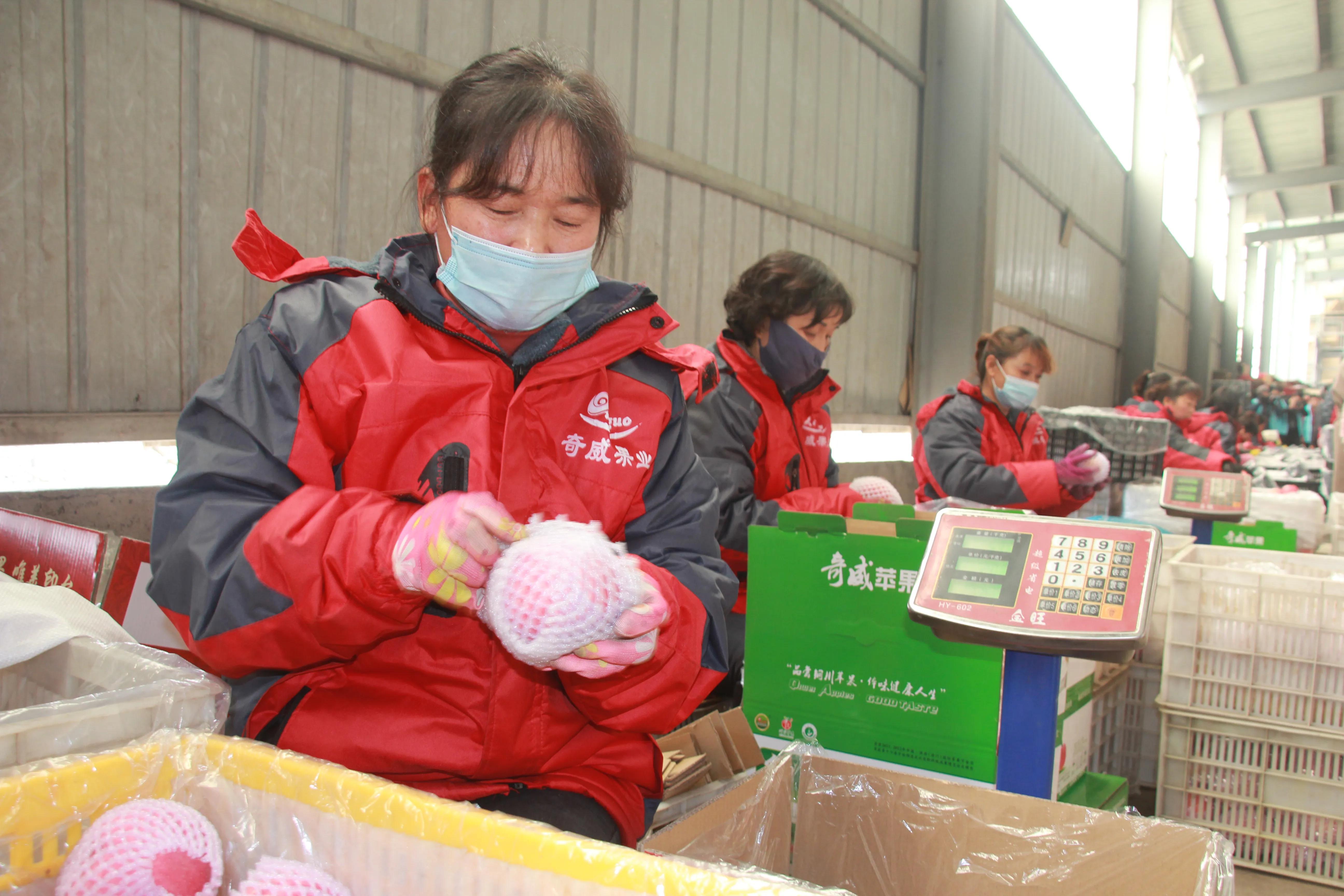 一品苹果·唯美印台，陕西果业产区行走进铜川印台区苹果优生区