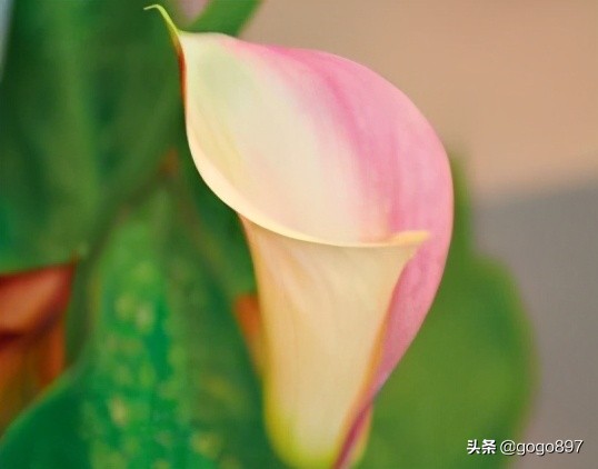 彩色马蹄莲视频,彩色马蹄莲烂叶