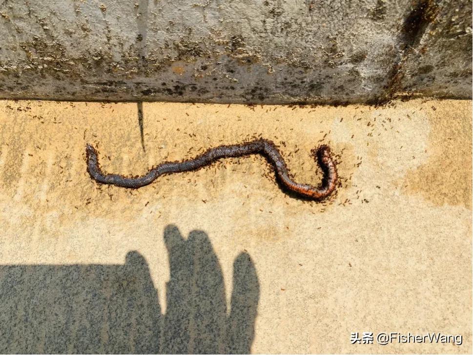 中毒or中暑，36度高温带两女生徒步，中道而退之登云-恩顶水库。