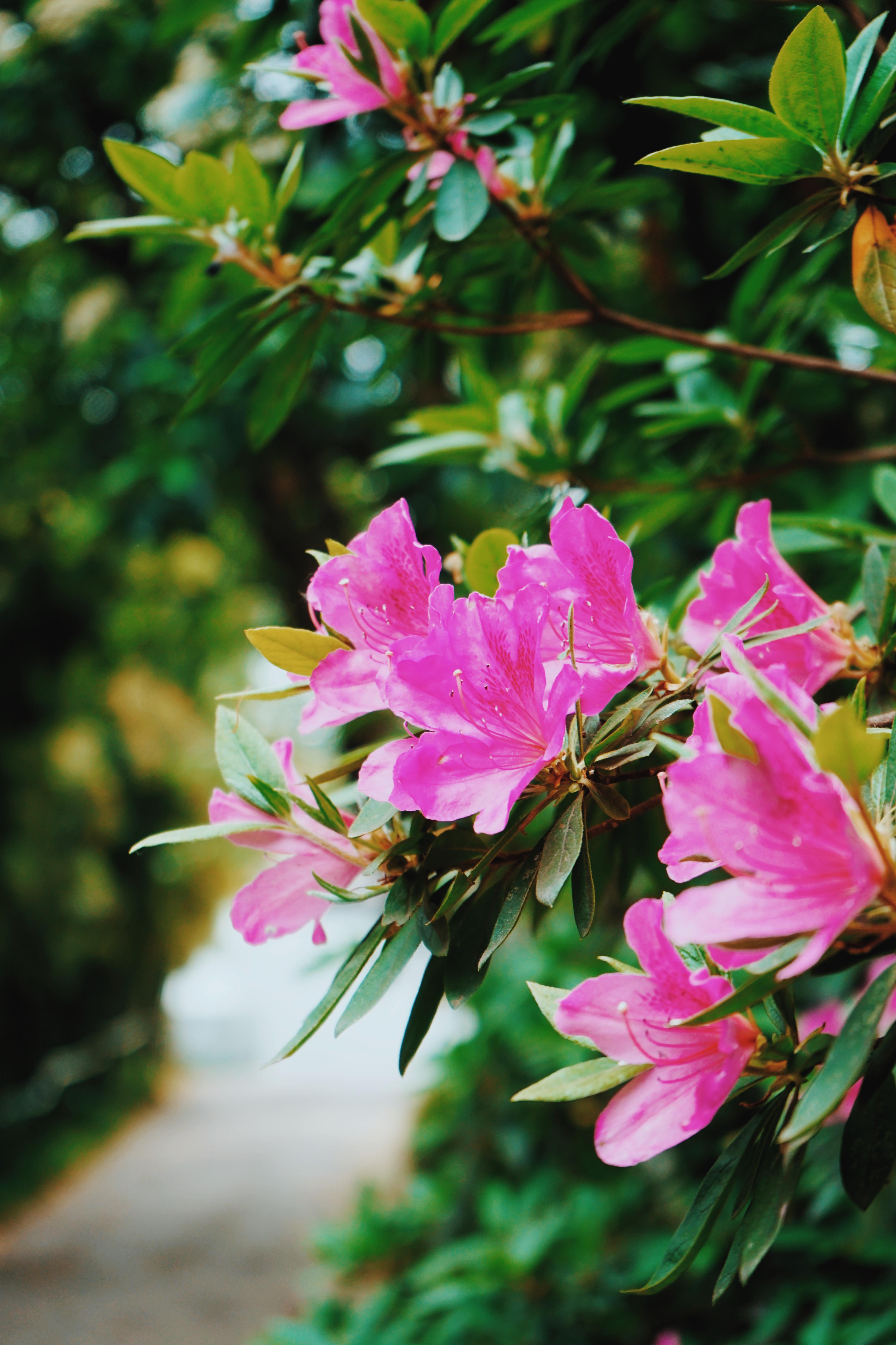 森林公园清凉山,清凉山一道美丽的风景线