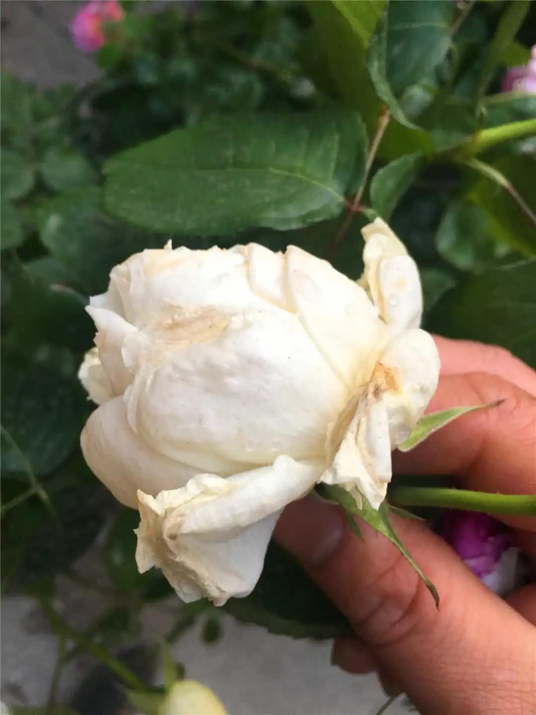 网购的月季花苞都垂头了怎么办,太阳暴晒后月季花苞垂头怎么办