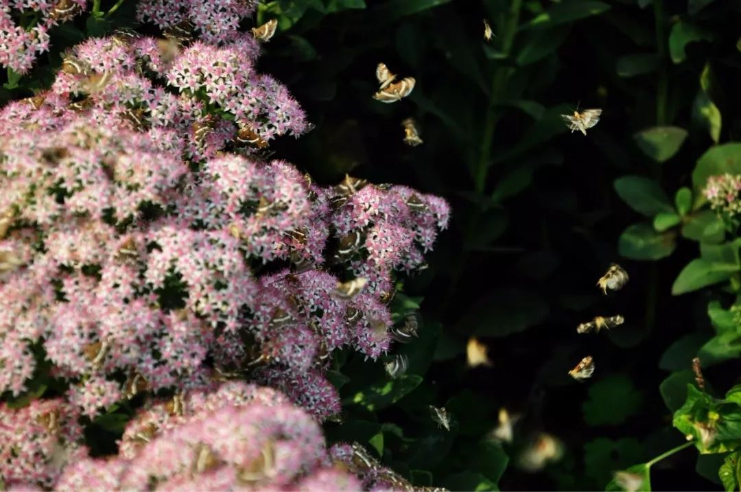 传说中的蛊虫真的有吗,传说中的扑棱蛾子