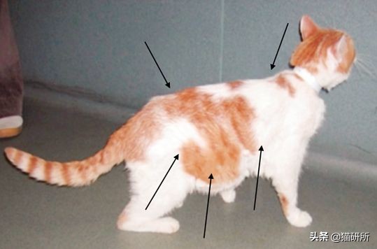 猫咪常见疾病用药用量,猫咪各种慢性病