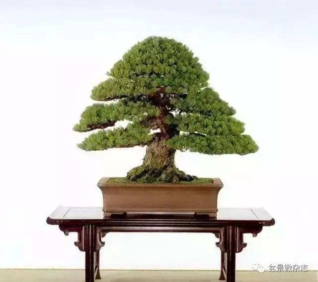 日本黄金光叶榉盆景 (日本风神盆景图片)