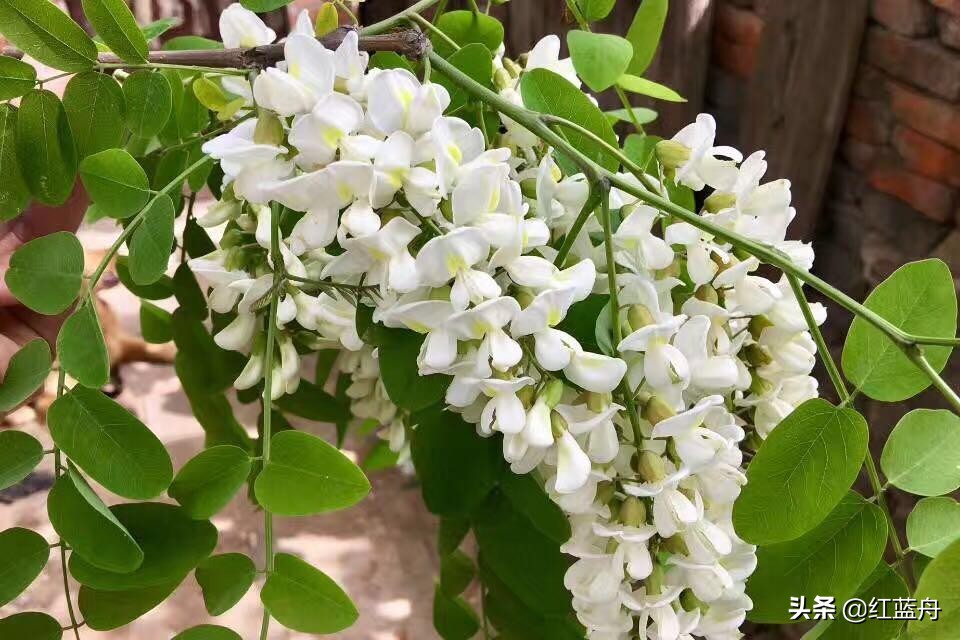 乡情散记：金城十里槐花香