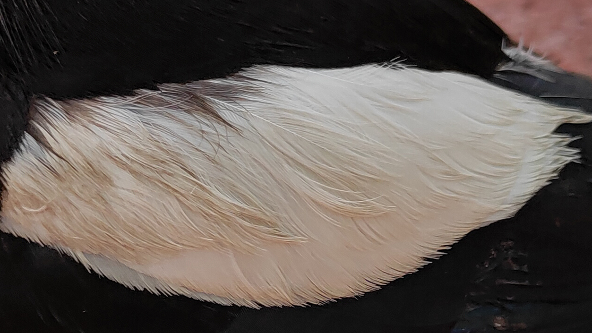 魅族17pro拍照怎么用,魅族17pro拍照体验