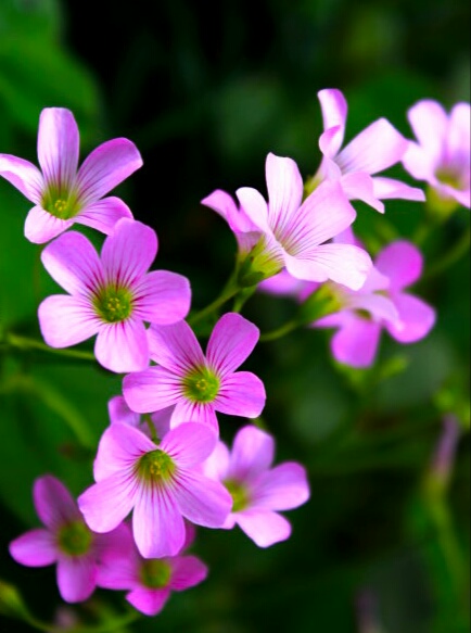 酸酸甜甜都是幸福——酸味草