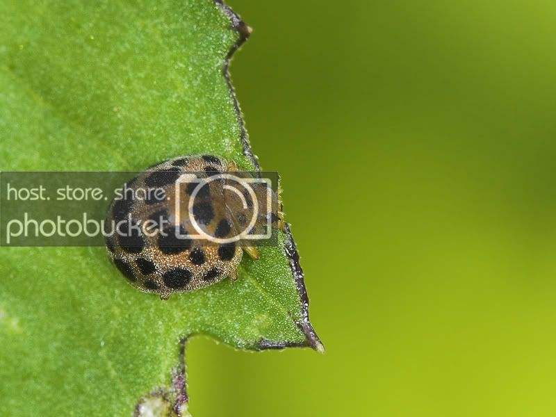 瓢虫是甲虫吗,瓢虫与甲虫形态的主要区别