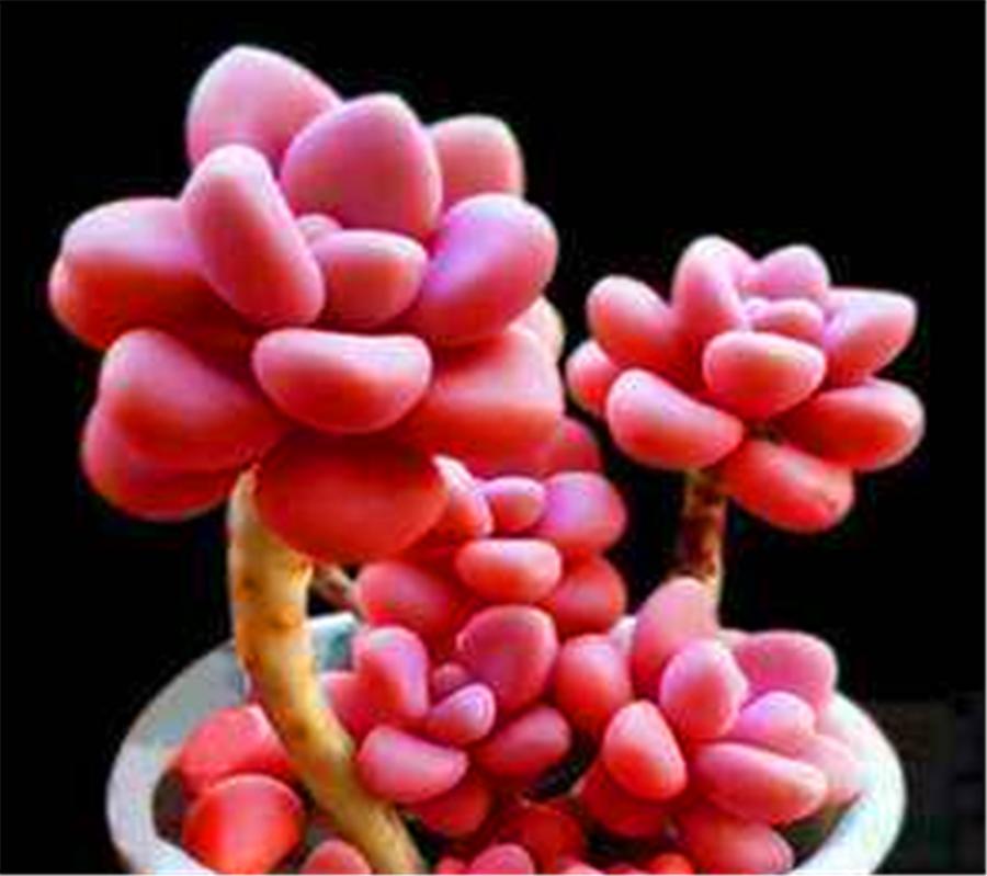 多肉艾伦怎么控养,艾伦多肉夏天怎么浇水