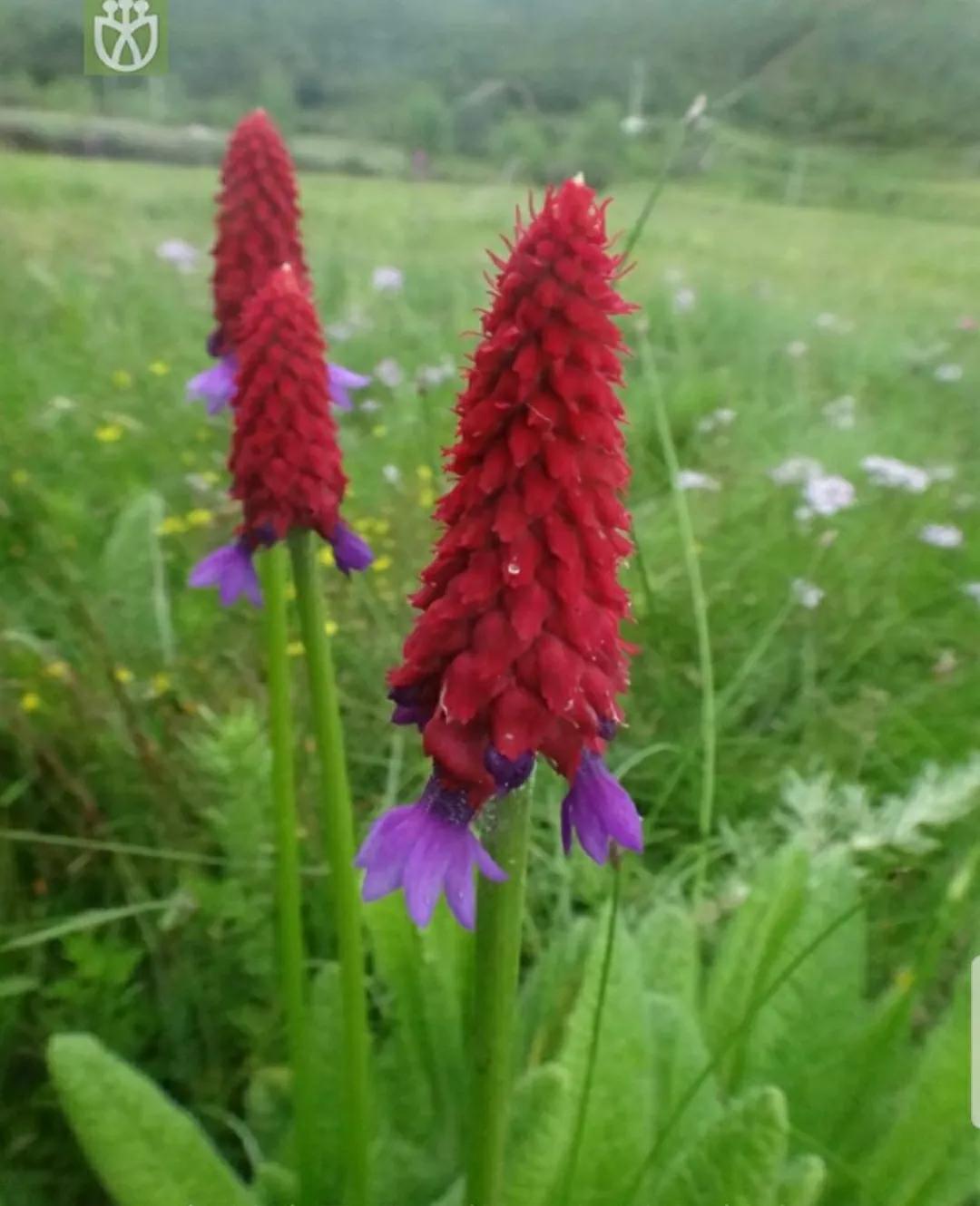 芳踪难觅濒危花！清新治愈篇：沙漠高原是吾家，豹子花的春天来了