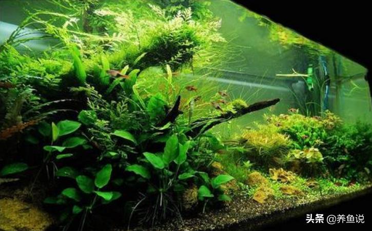 鱼缸造景用哪种水草能铺满缸底,什么水草可以做鱼缸造景