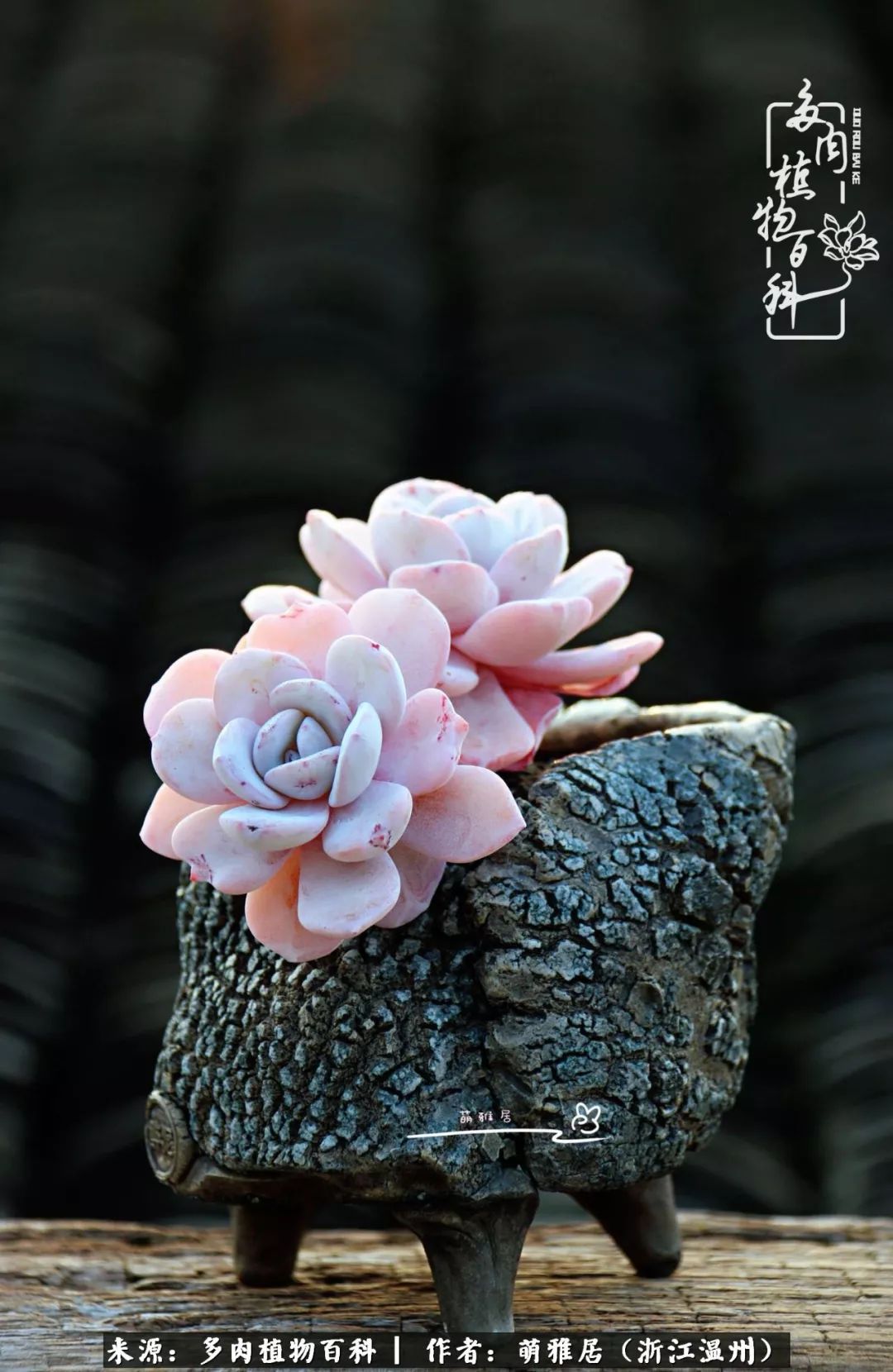 多肉最美的季节已来到,多肉最美的季节来临