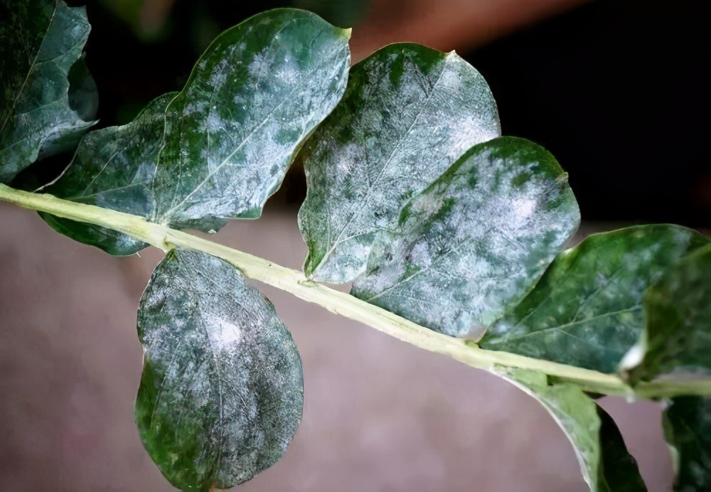 从零开始学养花入门,养花从小小的幼苗到大的说说