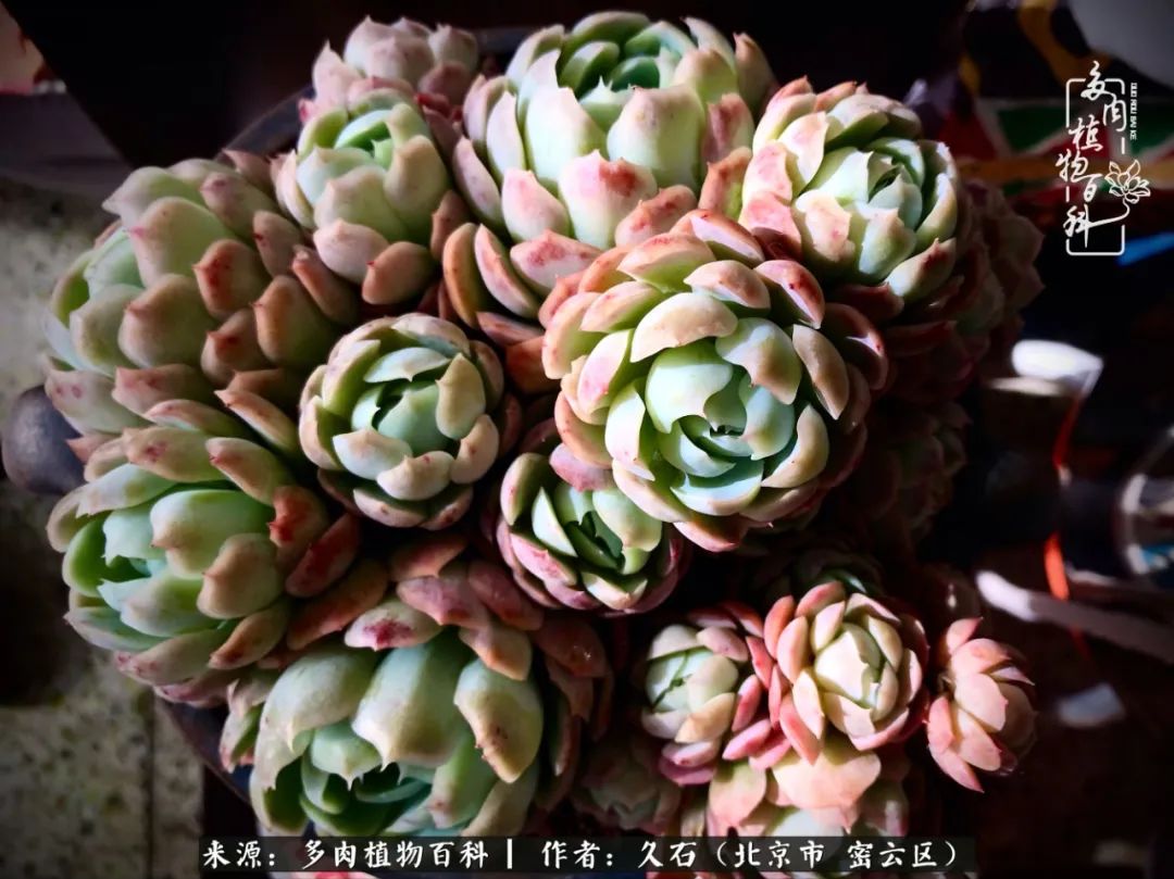 与多肉朝夕相伴的美好时光,多肉相伴人生无忧图片