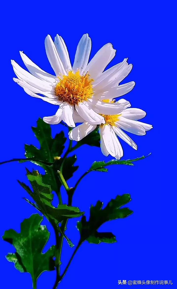 一花一世界唯美壁纸,独一无二的好看壁纸