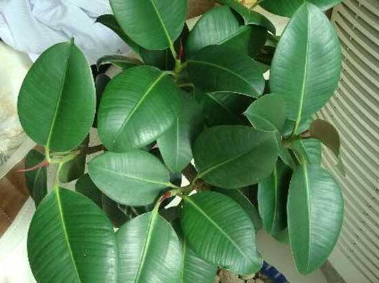 橡皮树烂根什么原因,橡皮树烂根怎么办