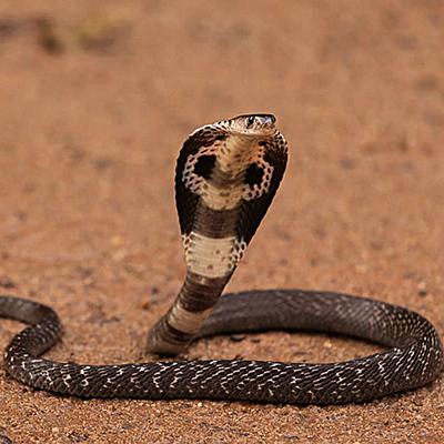 动物进化装备大全,食肉动物大对决