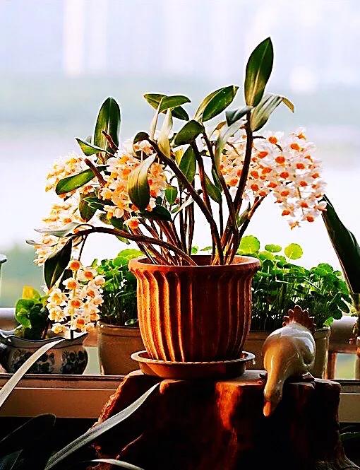 球花石斛珍稀图片,石斛球花品种大全