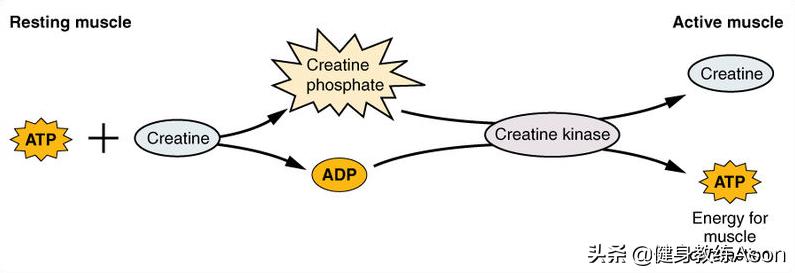 肌酸补剂的基本知识,肌酸基础知识大全