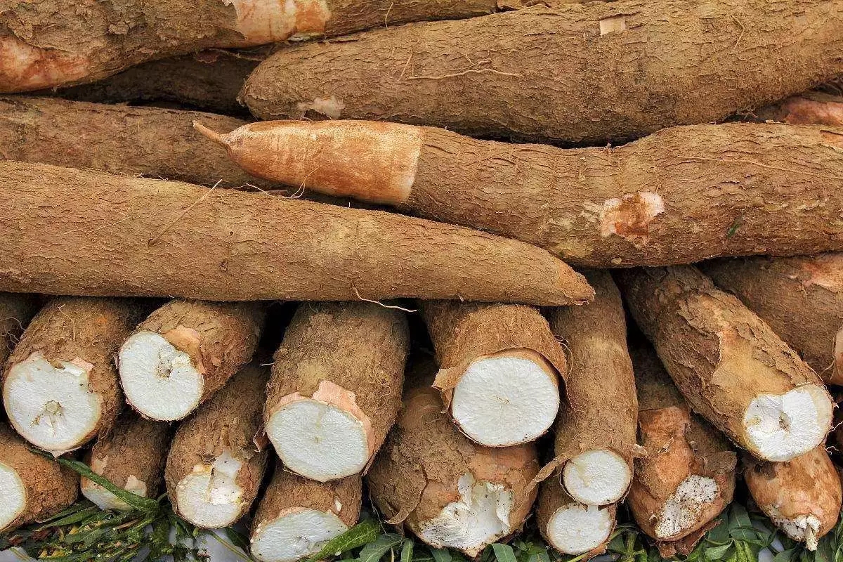 客家木薯粉块怎么吃,木薯粉怎么做出好吃的糖糕