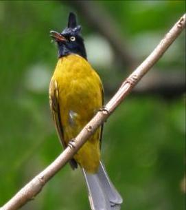 广东常见鸟类图谱和名称图文,东江揽胜鸟类