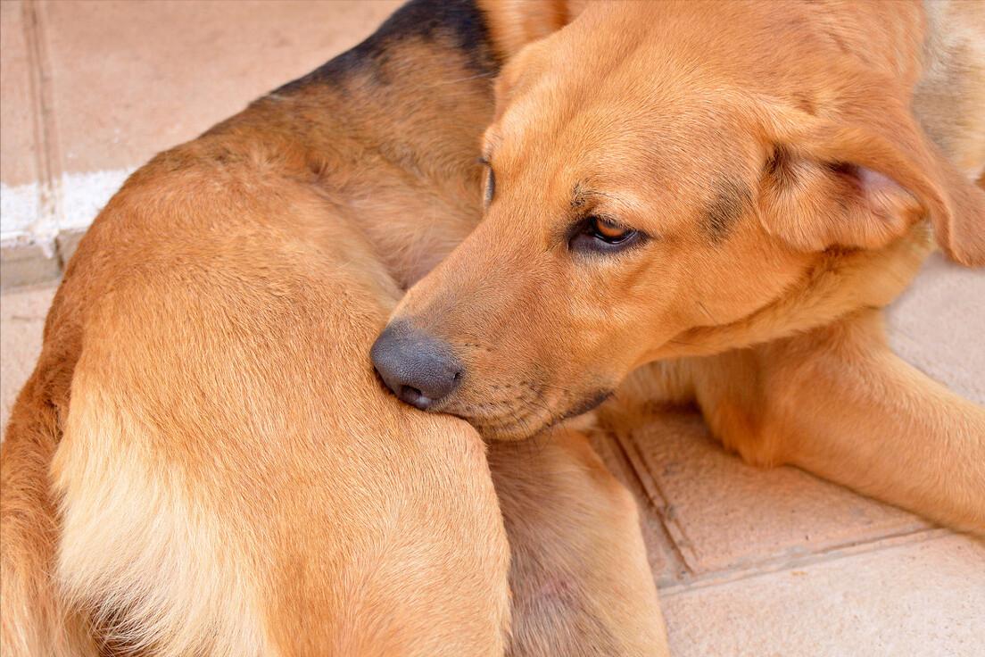 狗狗被跳蚤咬了身上有血痂怎么办,狗狗有跳蚤怎么办