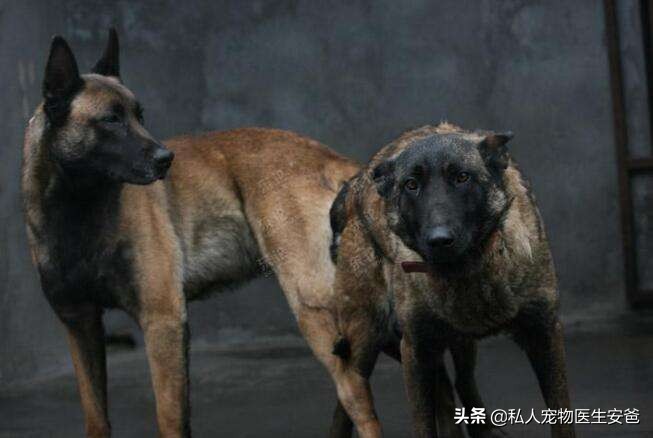 安爸训养犬,安爸教你养比熊