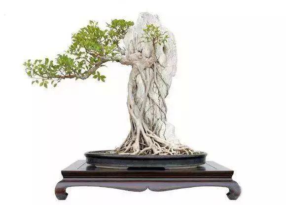 制作更加自然的附石盆景该怎么办,如何制作附石盆景图解