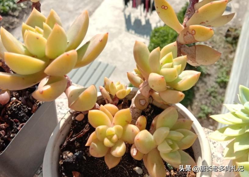 多肉秋丽和雪莲的区别,多肉黄丽和白牡丹区别