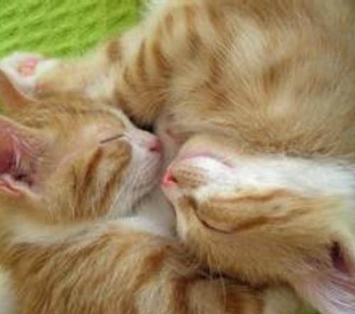 喵星人铲屎官必备,铲屎官出门猫咪怎么办