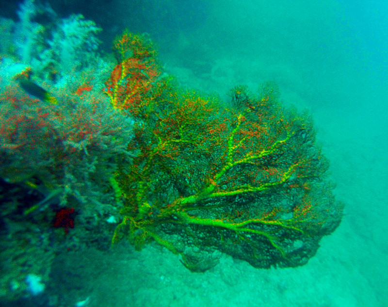 兰塔哈哈岛简介,泰国芭提雅兰岛潜水