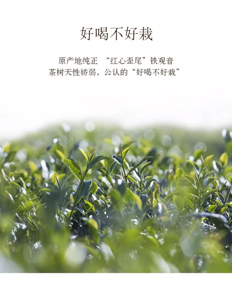 安溪感德正味铁观音捡漏,安溪感德高山正味铁观音文案
