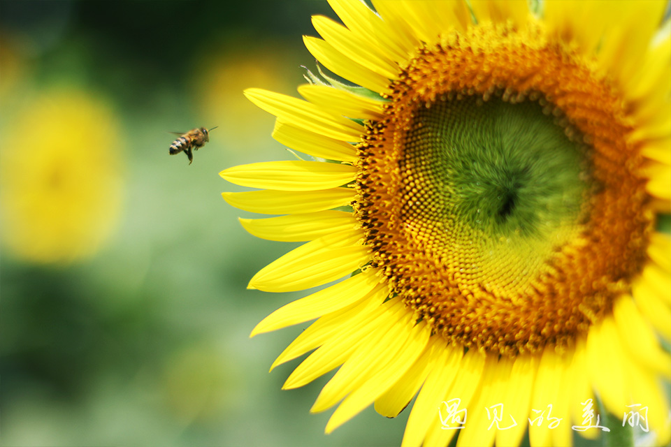 百万葵园有多坑,百万葵园免门票