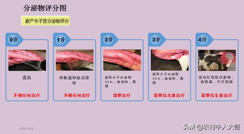 奶牛产后子宫净化保健实施方案ppT课件