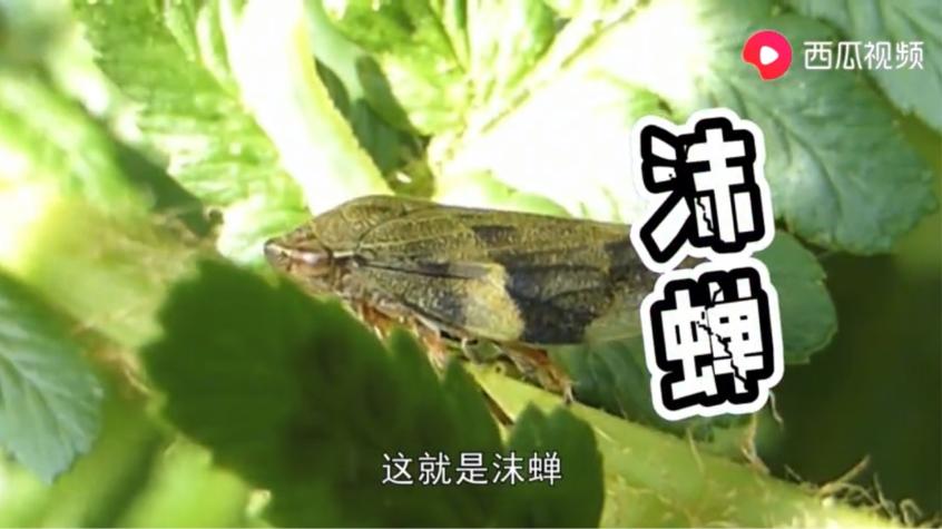 动物竟然有超能力！是不是嫉妒了？看西瓜视频告诉你怎么匪夷所思