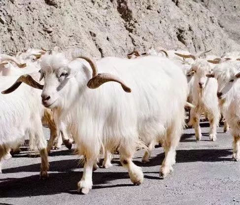 凯特王妃戴安娜,凯特王妃罗斯玛丽