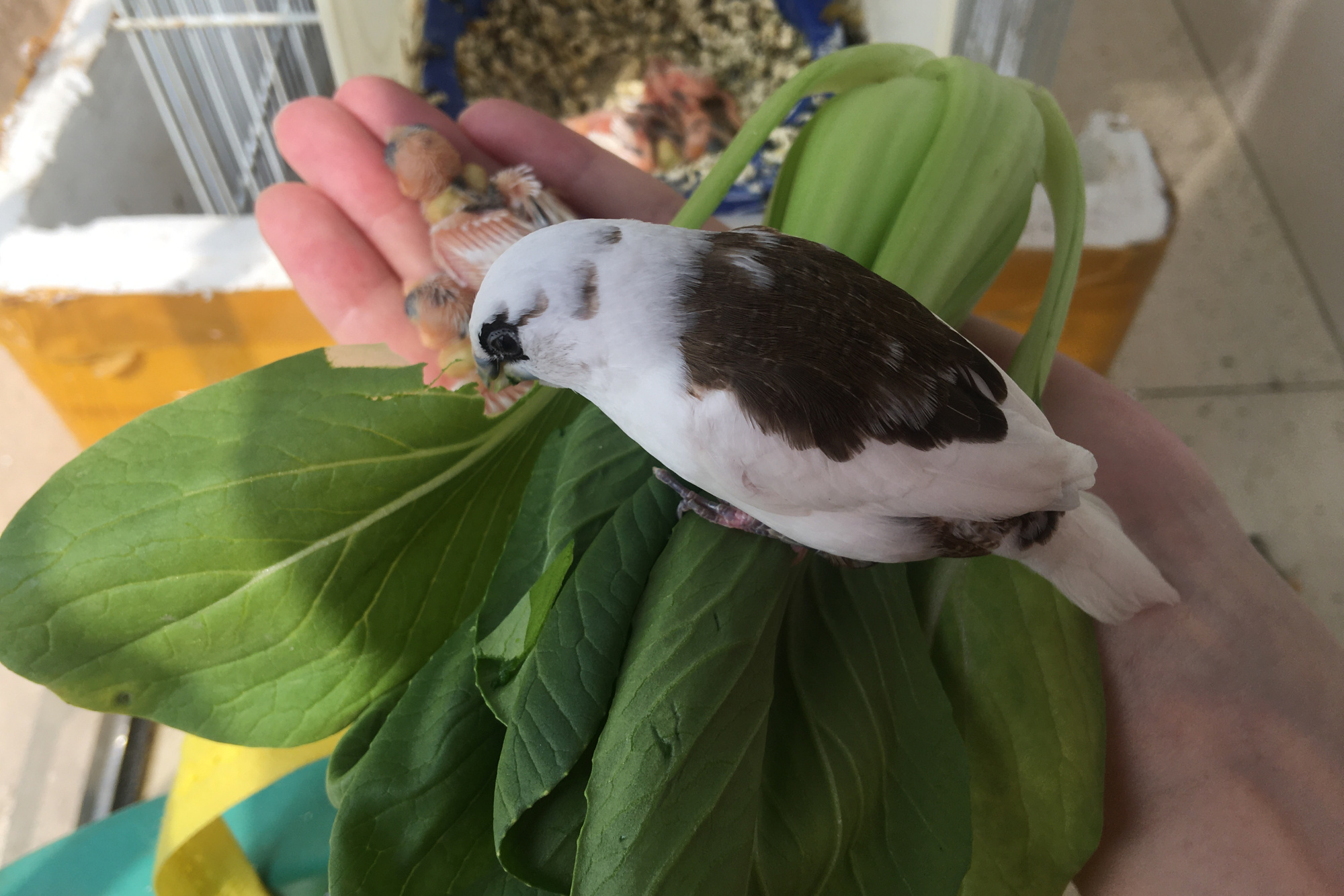 如何让雏鸟学会自主进食,如果雏鸟有呼吸但不动怎么办