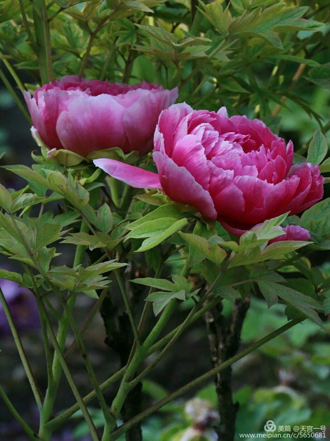 古今贤文牡丹赋,历代牡丹诗赋