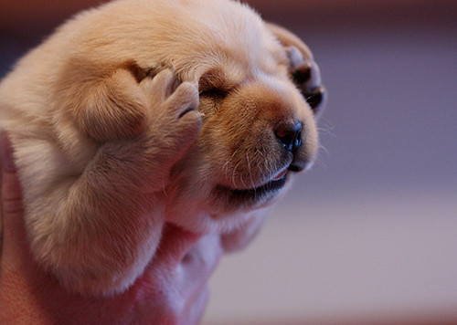 犬瘟热沾染人身上多久,犬瘟热一定要用干扰素吗