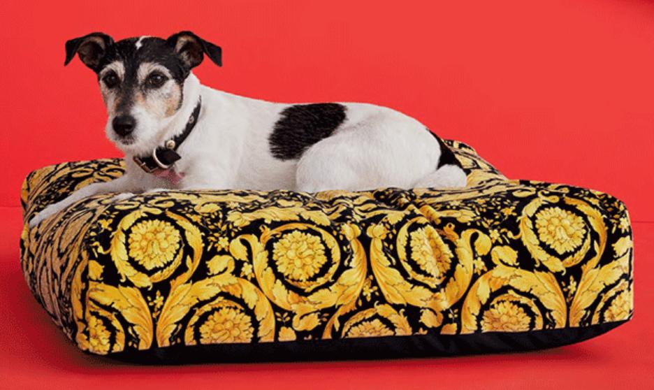 生活在宠物天堂的动物,在天堂的猫狗