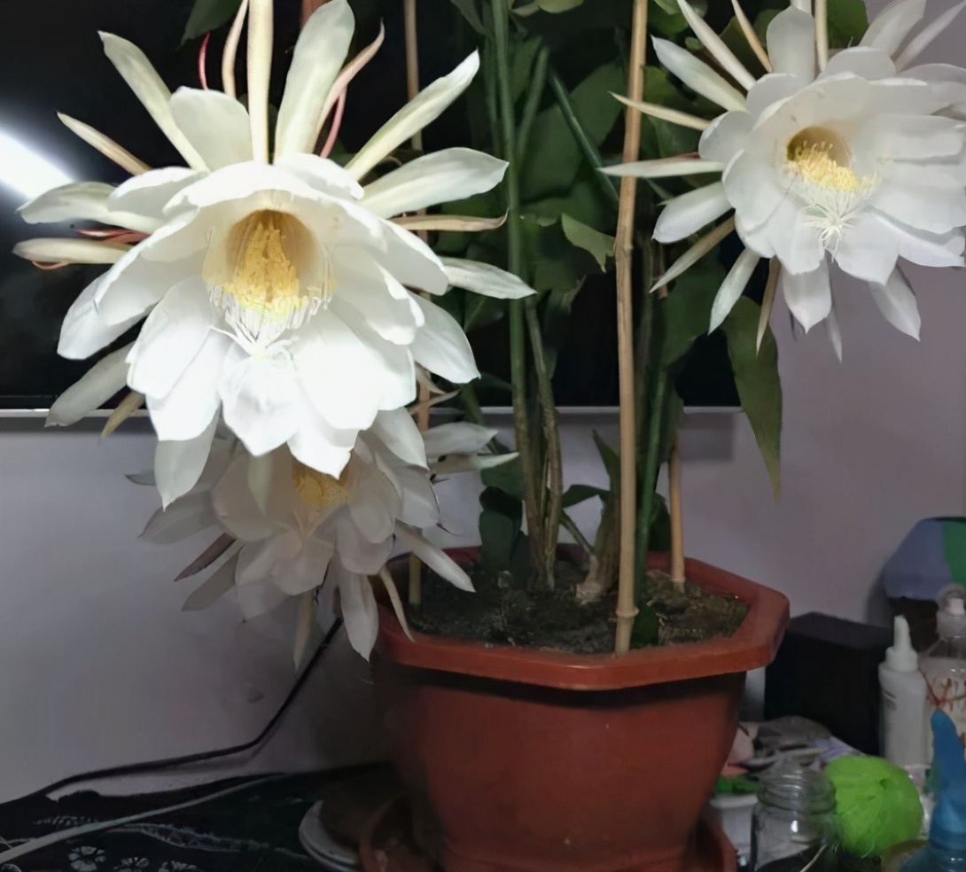 自制水肥需要注意什么,自制水肥氮肥过多怎么调节