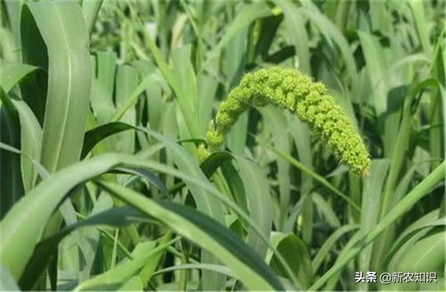 谷子种植技术要点，种植高手告诉你诀窍！建议收藏！