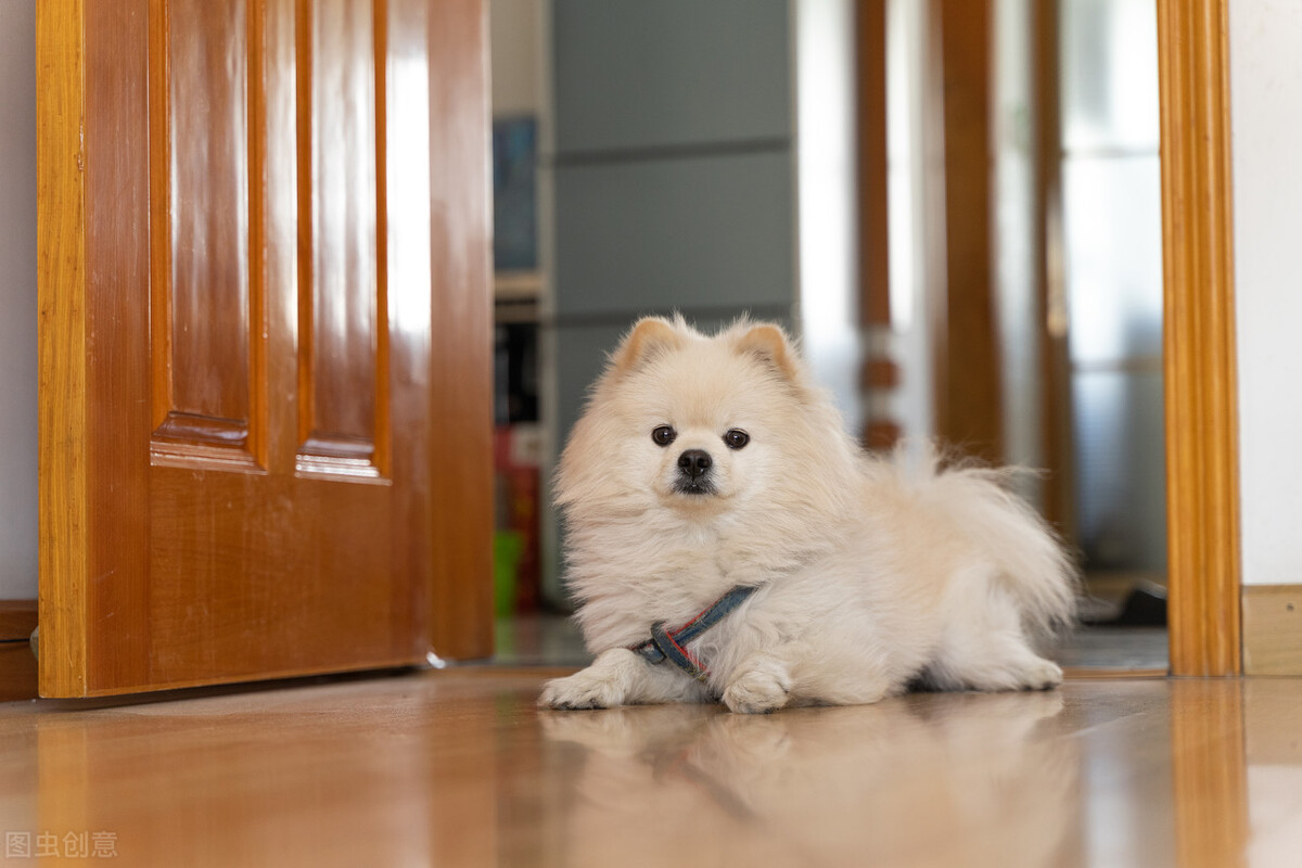 幼犬博美吃什么狗粮好？当然是营养全面，又好消化吸收的狗粮